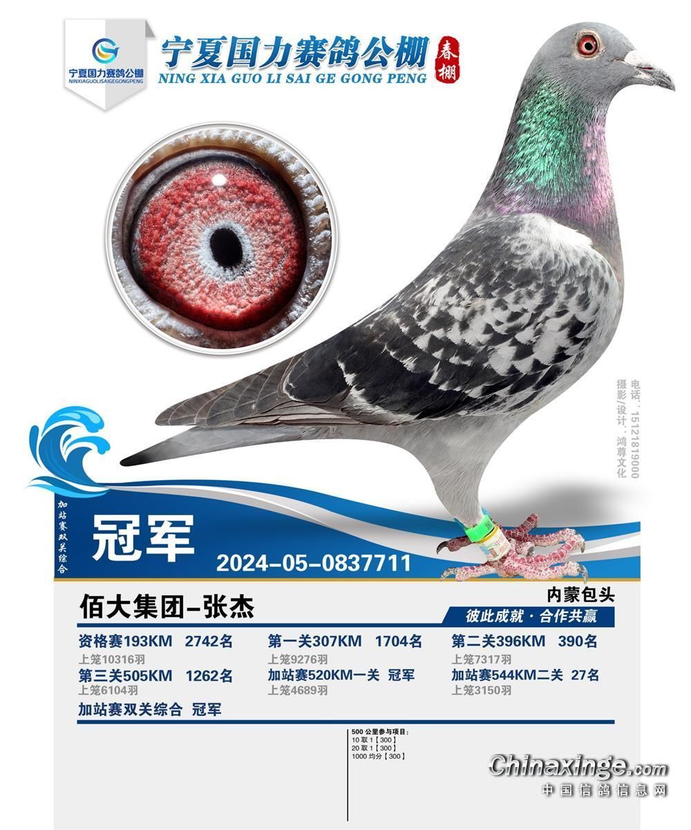 宁夏国力赛鸽公棚(春棚)图片查看-中国信鸽信息网各地公棚