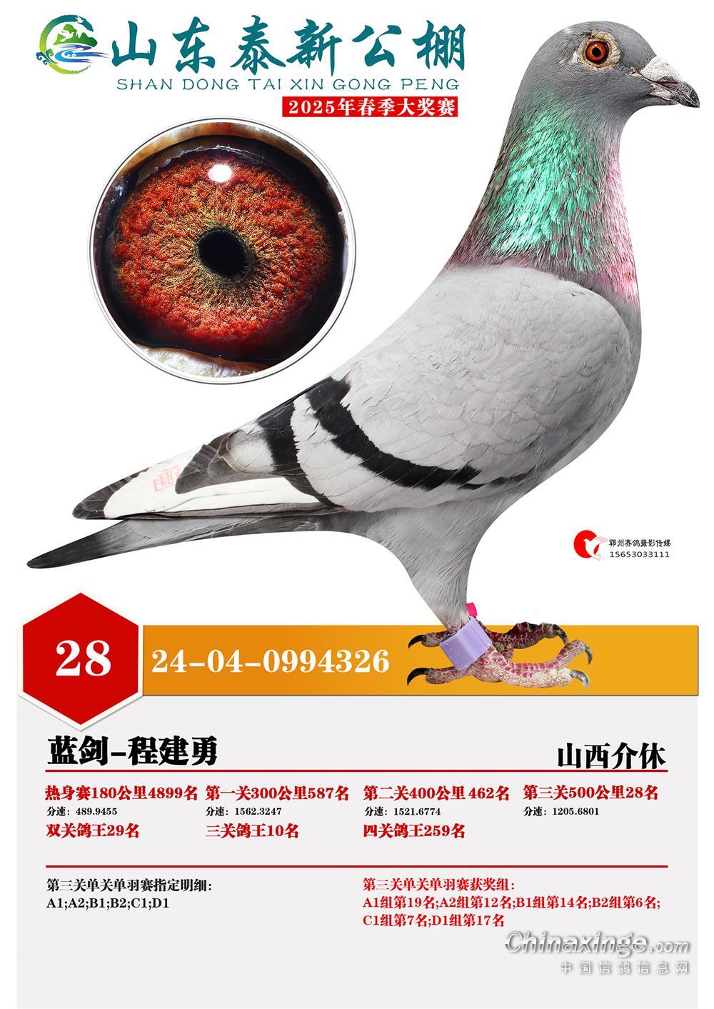 山东泰新赛鸽公棚(春棚)图片查看-中国信鸽信息网各地公棚