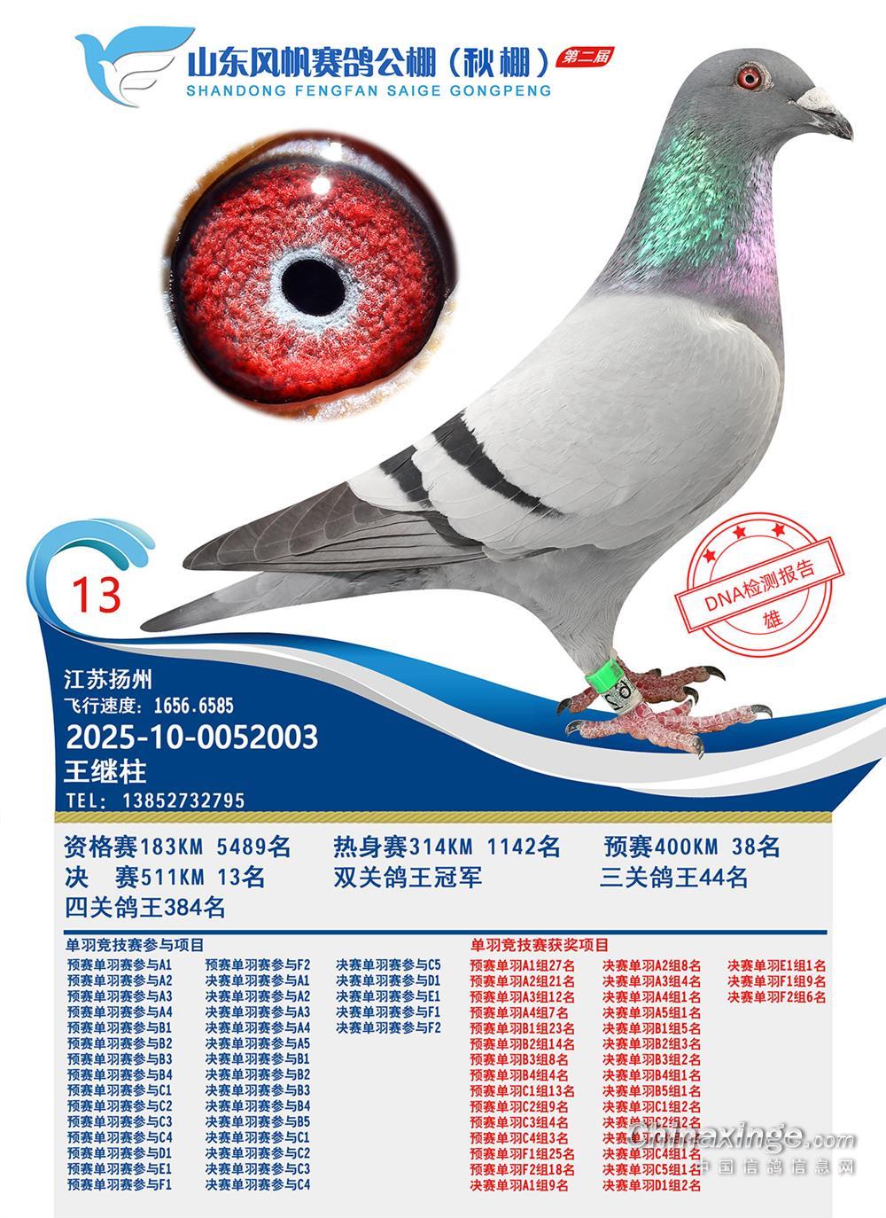 山东风帆赛鸽公棚图片查看-中国信鸽信息网各地公棚