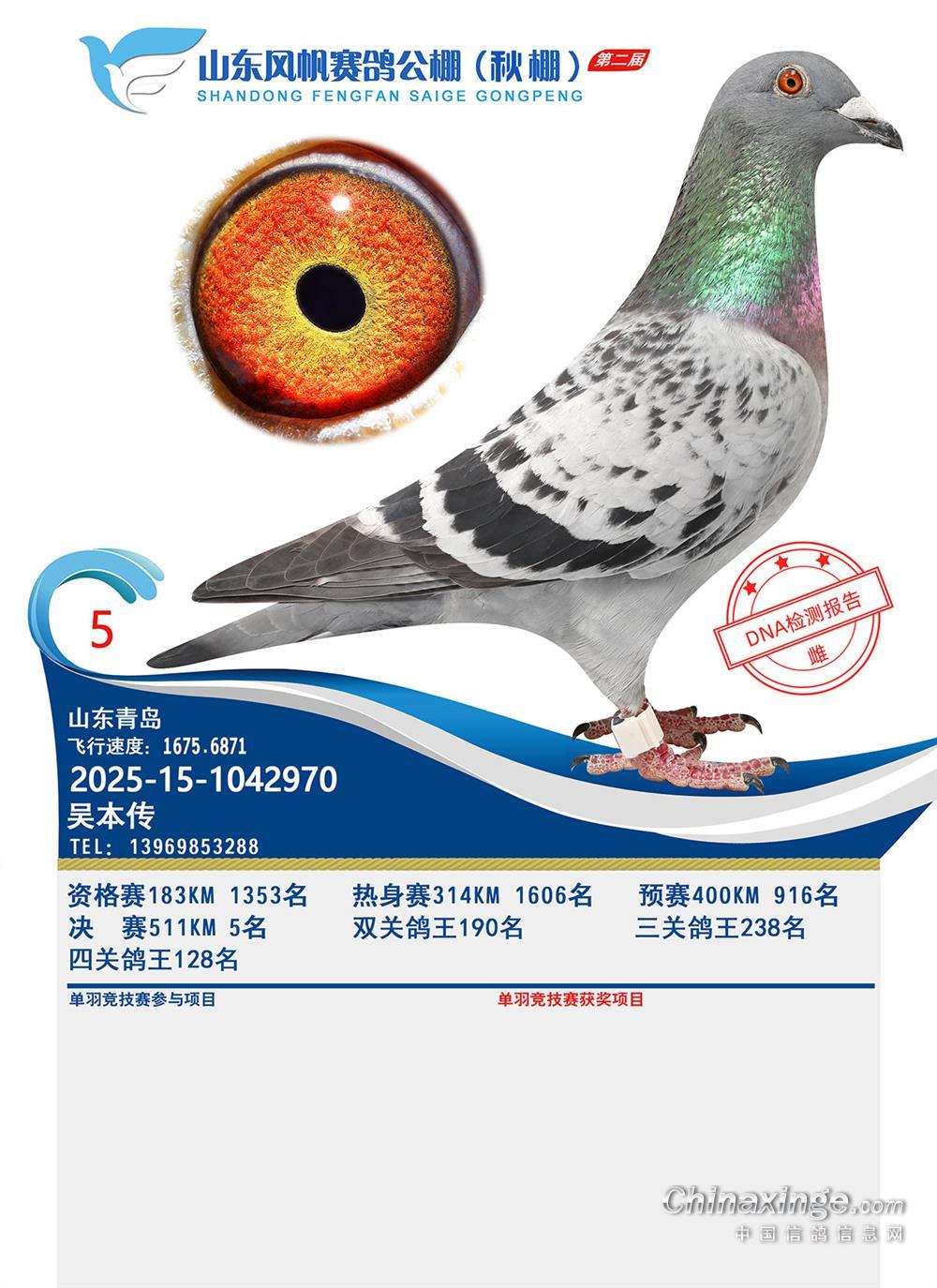 山东风帆赛鸽公棚图片查看-中国信鸽信息网各地公棚